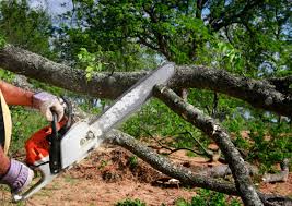 Best Tree Preservation Services  in Valatie, NY