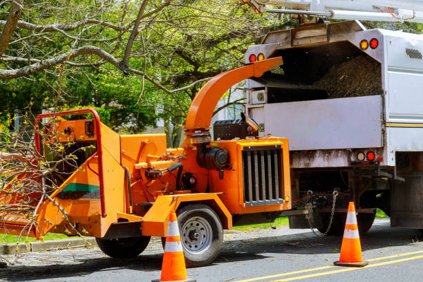 Best Tree Cabling and Bracing  in Valatie, NY